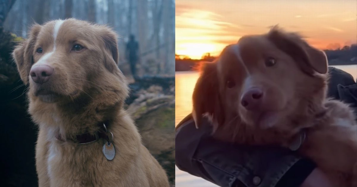 Good Boy 2025 release date India